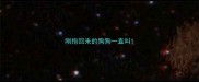 刚抱回来的狗狗一直叫