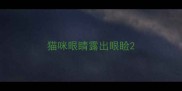 猫咪眼睛露出眼睑