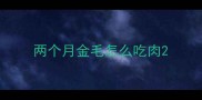 两个月金毛怎么吃肉