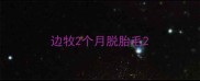 边牧2个月脱胎毛