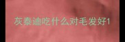 灰泰迪吃什么对毛发好