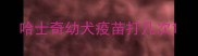 哈士奇幼犬疫苗打几次