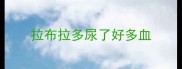 拉布拉多尿了好多血