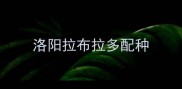 洛阳拉布拉多配种