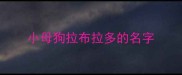 小母狗拉布拉多的名字