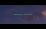 狗狗怀孕可以吃鸡肉吗