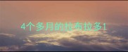 4个多月的拉布拉多