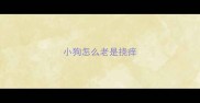 小狗怎么老是挠痒