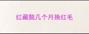红藏獒几个月换红毛