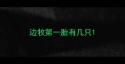 边牧第一胎有几只