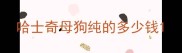 哈士奇母狗纯的多少钱