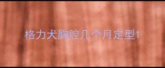 格力犬胸腔几个月定型