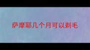 萨摩耶几个月可以剃毛