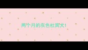 两个月的灰色杜宾犬