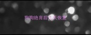 狗狗绝育后几天恢复