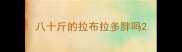 八十斤的拉布拉多胖吗