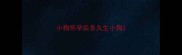 小狗怀孕后多久生小狗