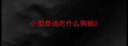 小型泰迪吃什么狗粮