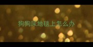 狗狗尿地毯上怎么办