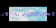 如何有效管理猫咪上沙发行为从根源解决猫咪爬沙发难题的实操指南
