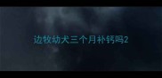 边牧幼犬三个月补钙吗