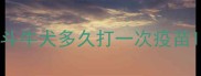 斗牛犬多久打一次疫苗