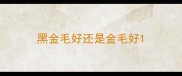 黑金毛好还是金毛好
