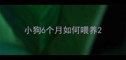 小狗6个月如何喂养