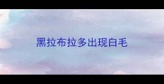 黑拉布拉多出现白毛