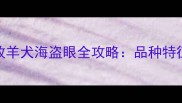 陨石色边境牧羊犬海盗眼全攻略品种特征与养护指南