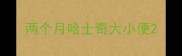 两个月哈士奇大小便