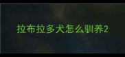 拉布拉多犬怎么驯养