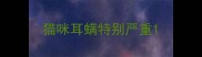 猫咪耳螨特别严重