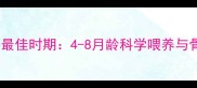 边牧幼犬啃骨头最佳时期4-8月龄科学喂养与骨骼发育全指南