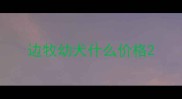 边牧幼犬什么价格