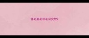 金毛剃毛后毛会变软