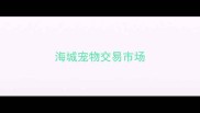 海城宠物交易市场