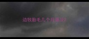 边牧胎毛几个月退没