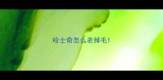 哈士奇怎么老掉毛