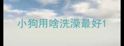 小狗用啥洗澡最好