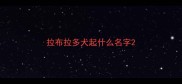 拉布拉多犬起什么名字