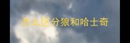 怎么区分狼和哈士奇