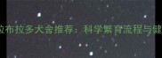 宿迁优质拉布拉多犬舍推荐科学繁育流程与健康保障全