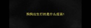 狗狗出生打的是什么疫苗