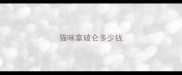 猫咪拿破仑多少钱