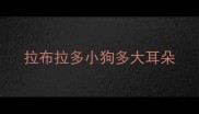 拉布拉多小狗多大耳朵