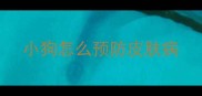 小狗怎么预防皮肤病