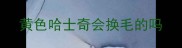 黄色哈士奇会换毛的吗