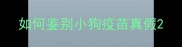 如何鉴别小狗疫苗真假