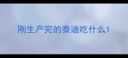 刚生产完的泰迪吃什么